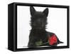 Black Terrier-Cross Puppy, Maisy, 3 Months, with a Red Rose-Mark Taylor-Framed Stretched Canvas