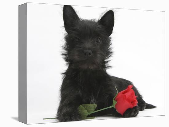 Black Terrier-Cross Puppy, Maisy, 3 Months, with a Red Rose-Mark Taylor-Stretched Canvas