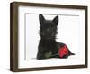 Black Terrier-Cross Puppy, Maisy, 3 Months, with a Red Rose-Mark Taylor-Framed Photographic Print