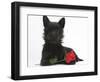 Black Terrier-Cross Puppy, Maisy, 3 Months, with a Red Rose-Mark Taylor-Framed Photographic Print