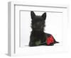 Black Terrier-Cross Puppy, Maisy, 3 Months, with a Red Rose-Mark Taylor-Framed Photographic Print