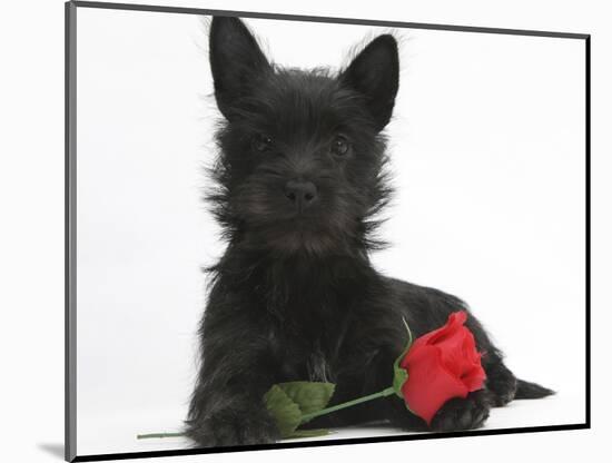 Black Terrier-Cross Puppy, Maisy, 3 Months, with a Red Rose-Mark Taylor-Mounted Photographic Print