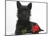 Black Terrier-Cross Puppy, Maisy, 3 Months, with a Red Rose-Mark Taylor-Mounted Photographic Print