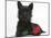 Black Terrier-Cross Puppy, Maisy, 3 Months, with a Red Rose-Mark Taylor-Mounted Photographic Print