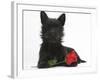 Black Terrier-Cross Puppy, Maisy, 3 Months, with a Red Rose-Mark Taylor-Framed Photographic Print