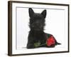 Black Terrier-Cross Puppy, Maisy, 3 Months, with a Red Rose-Mark Taylor-Framed Photographic Print