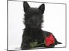 Black Terrier-Cross Puppy, Maisy, 3 Months, with a Red Rose-Mark Taylor-Mounted Photographic Print