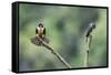 Black-thighed falconet male female pair with female fanning her feathers,  Malaysia-Paul Williams-Framed Stretched Canvas