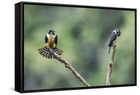 Black-thighed falconet male female pair with female fanning her feathers,  Malaysia-Paul Williams-Framed Stretched Canvas