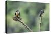 Black-thighed falconet male female pair with female fanning her feathers,  Malaysia-Paul Williams-Stretched Canvas