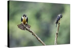 Black-thighed falconet male female pair with female fanning her feathers,  Malaysia-Paul Williams-Stretched Canvas