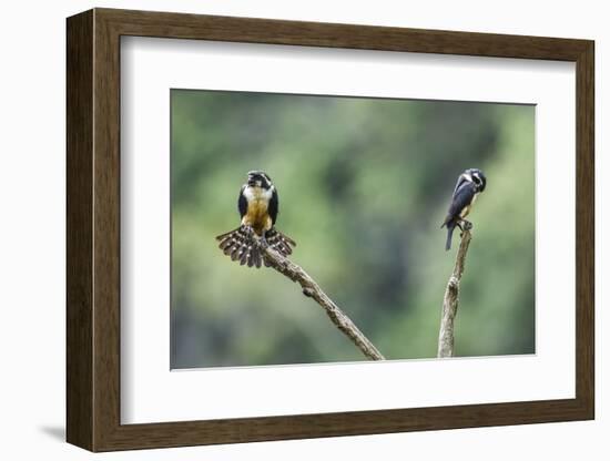 Black-thighed falconet male female pair with female fanning her feathers,  Malaysia-Paul Williams-Framed Photographic Print