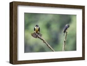 Black-thighed falconet male female pair with female fanning her feathers,  Malaysia-Paul Williams-Framed Photographic Print