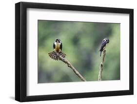 Black-thighed falconet male female pair with female fanning her feathers,  Malaysia-Paul Williams-Framed Photographic Print