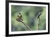 Black-thighed falconet male female pair with female fanning her feathers,  Malaysia-Paul Williams-Framed Photographic Print