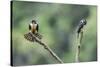 Black-thighed falconet male female pair with female fanning her feathers,  Malaysia-Paul Williams-Stretched Canvas