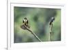 Black-thighed falconet male female pair with female fanning her feathers,  Malaysia-Paul Williams-Framed Photographic Print