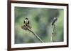 Black-thighed falconet male female pair with female fanning her feathers,  Malaysia-Paul Williams-Framed Photographic Print