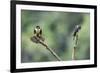 Black-thighed falconet male female pair with female fanning her feathers,  Malaysia-Paul Williams-Framed Photographic Print