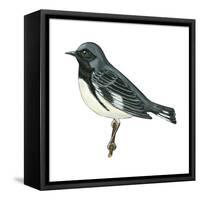 Black-Throated Blue Warbler (Dendroica Caerulescens), Birds-Encyclopaedia Britannica-Framed Stretched Canvas