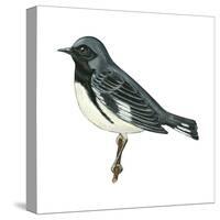 Black-Throated Blue Warbler (Dendroica Caerulescens), Birds-Encyclopaedia Britannica-Stretched Canvas