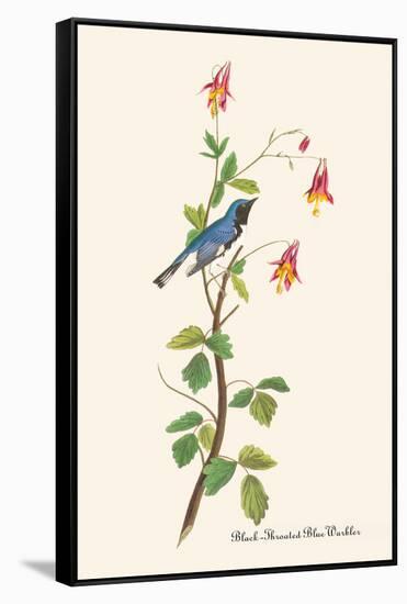 Black-Throated Blue Warbler-John James Audubon-Framed Stretched Canvas