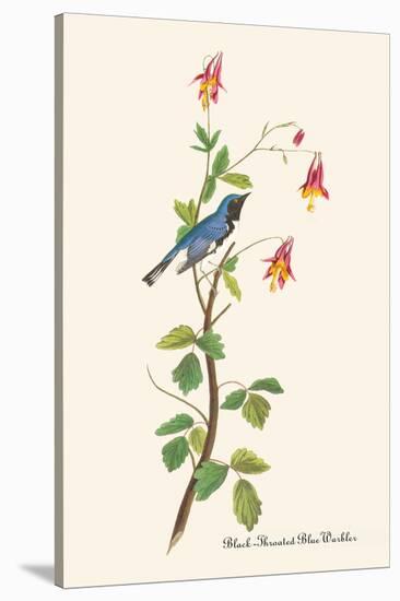 Black-Throated Blue Warbler-John James Audubon-Stretched Canvas