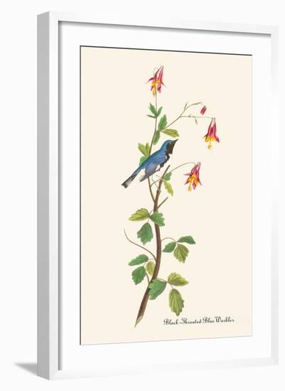 Black-Throated Blue Warbler-John James Audubon-Framed Art Print