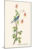 Black-Throated Blue Warbler-John James Audubon-Mounted Art Print