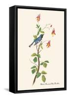 Black-Throated Blue Warbler-John James Audubon-Framed Stretched Canvas