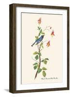 Black-Throated Blue Warbler-John James Audubon-Framed Art Print