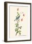 Black-Throated Blue Warbler-John James Audubon-Framed Art Print