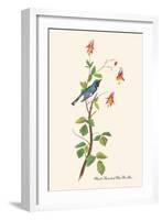 Black-Throated Blue Warbler-John James Audubon-Framed Art Print