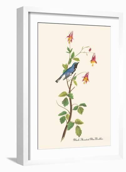 Black-Throated Blue Warbler-John James Audubon-Framed Art Print