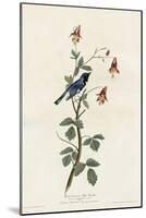 Black Throated Blue Warbler-null-Mounted Giclee Print