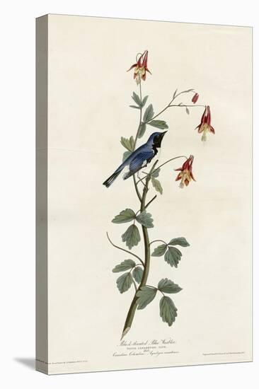 Black Throated Blue Warbler-null-Stretched Canvas