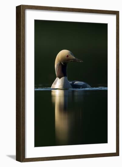 Black-Throated Diver (Gavia Arctica), Finland, June-Danny Green-Framed Photographic Print