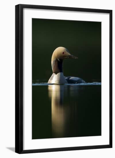 Black-Throated Diver (Gavia Arctica), Finland, June-Danny Green-Framed Photographic Print