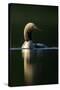 Black-Throated Diver (Gavia Arctica), Finland, June-Danny Green-Stretched Canvas