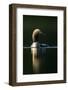 Black-Throated Diver (Gavia Arctica), Finland, June-Danny Green-Framed Photographic Print