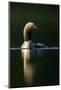 Black-Throated Diver (Gavia Arctica), Finland, June-Danny Green-Mounted Photographic Print