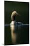 Black-Throated Diver (Gavia Arctica), Finland, June-Danny Green-Mounted Photographic Print