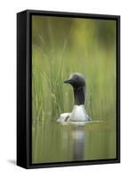 Black-Throated Diver (Gavia Arctica), Finland, June-Danny Green-Framed Stretched Canvas