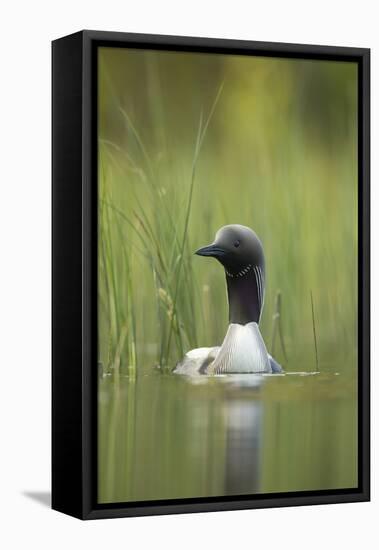 Black-Throated Diver (Gavia Arctica), Finland, June-Danny Green-Framed Stretched Canvas