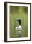 Black-Throated Diver (Gavia Arctica), Finland, June-Danny Green-Framed Photographic Print