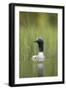 Black-Throated Diver (Gavia Arctica), Finland, June-Danny Green-Framed Photographic Print