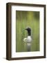 Black-Throated Diver (Gavia Arctica), Finland, June-Danny Green-Framed Photographic Print