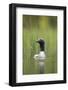 Black-Throated Diver (Gavia Arctica), Finland, June-Danny Green-Framed Photographic Print