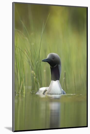 Black-Throated Diver (Gavia Arctica), Finland, June-Danny Green-Mounted Photographic Print
