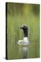 Black-Throated Diver (Gavia Arctica), Finland, June-Danny Green-Stretched Canvas